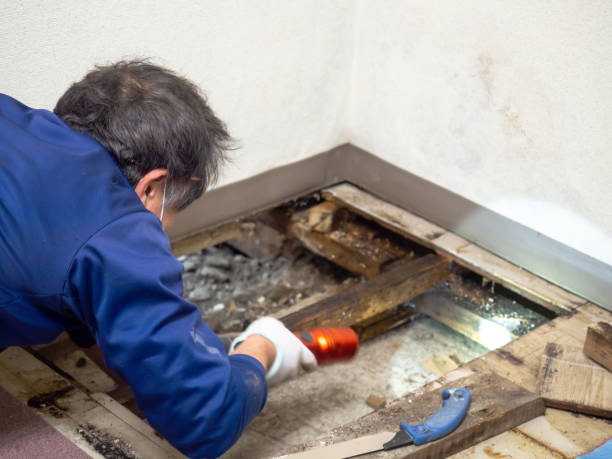 Best Emergency Mold Removal  in Oak Ridge, NC