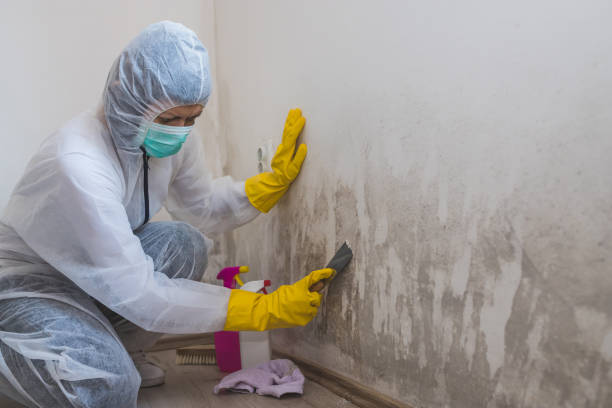 Best Toxic Mold Removal  in Oak Ridge, NC
