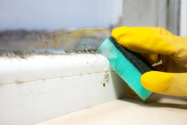 Best Fast Mold Removal  in Oak Ridge, NC