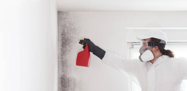 Best Mold Damage Repair  in Oak Ridge, NC