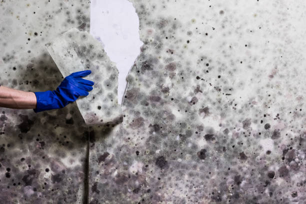 Best Attic Mold Removal  in Oak Ridge, NC
