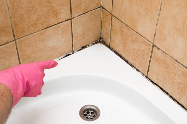 Best Toxic Mold Removal  in Oak Ridge, NC